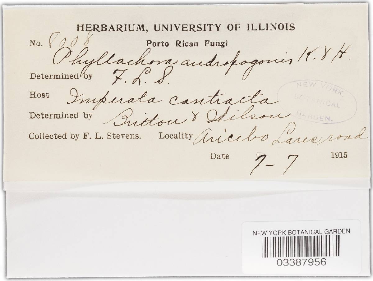 Phyllachora oxyspora image