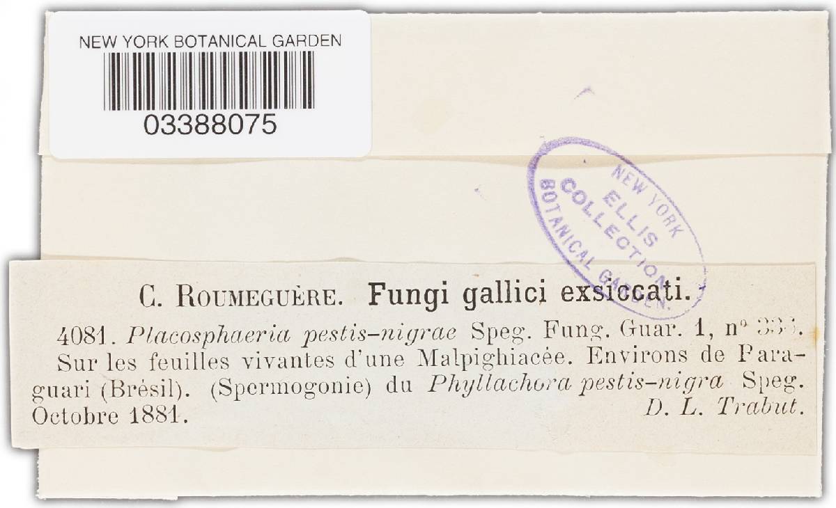 Phyllachora pestis-nigra image