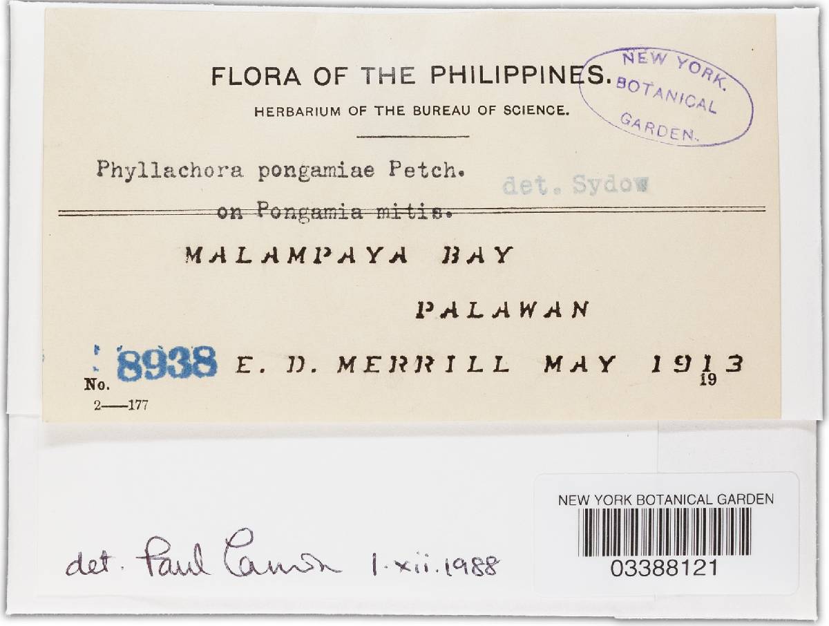 Phyllachora yapensis image