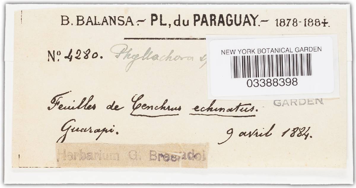 Phyllachora sphaerosperma image