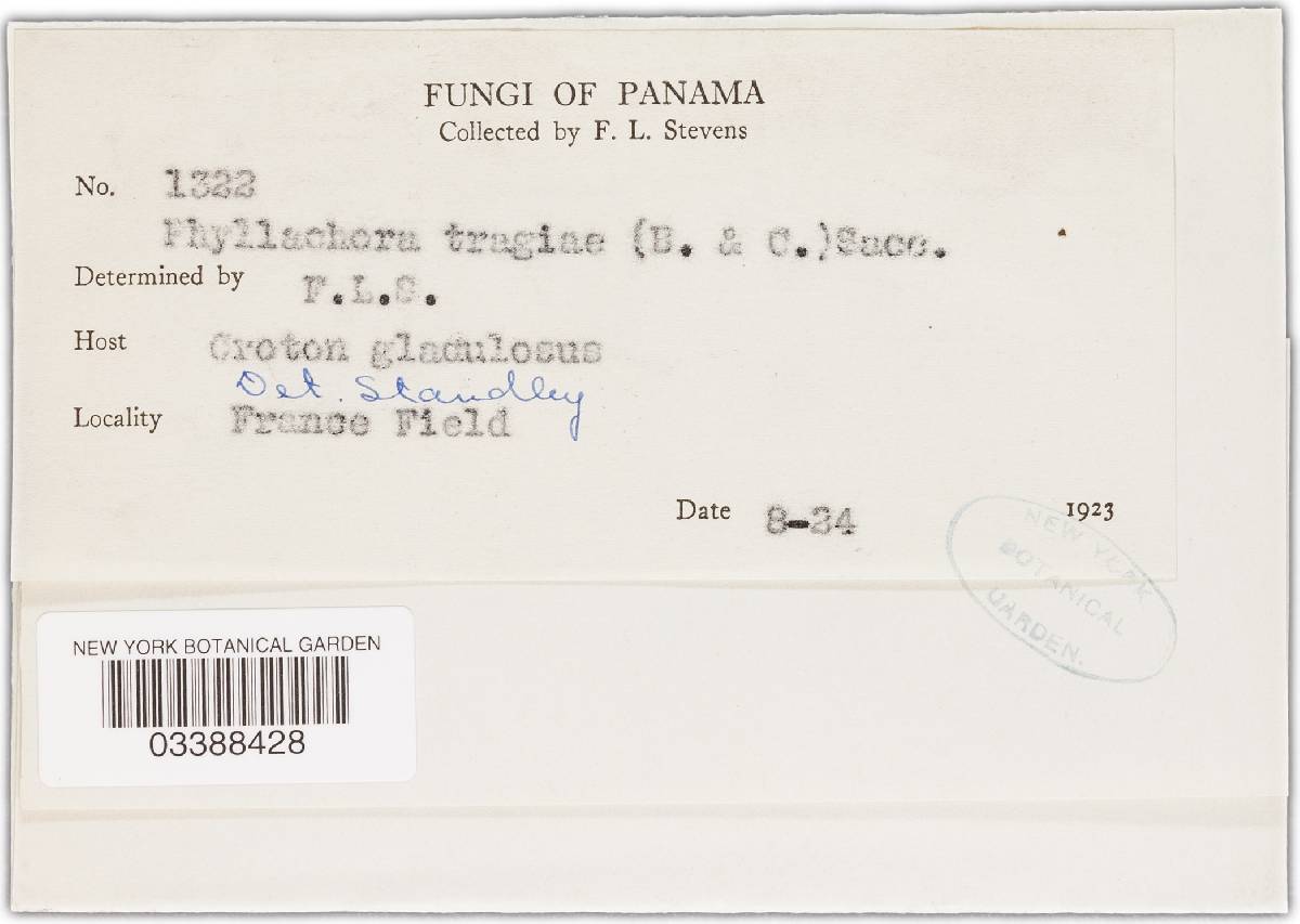 Phyllachora tragiae image