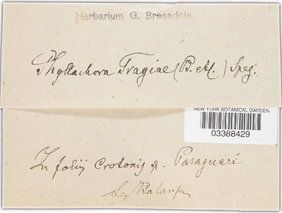 Phyllachora tragiae image