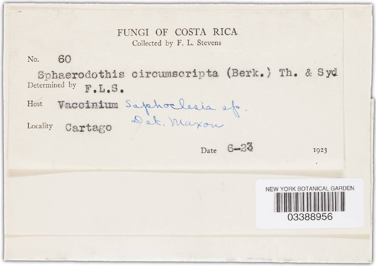 Sphaerodothis circumscripta image