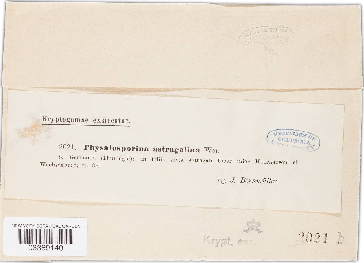 Didymella astragalina image