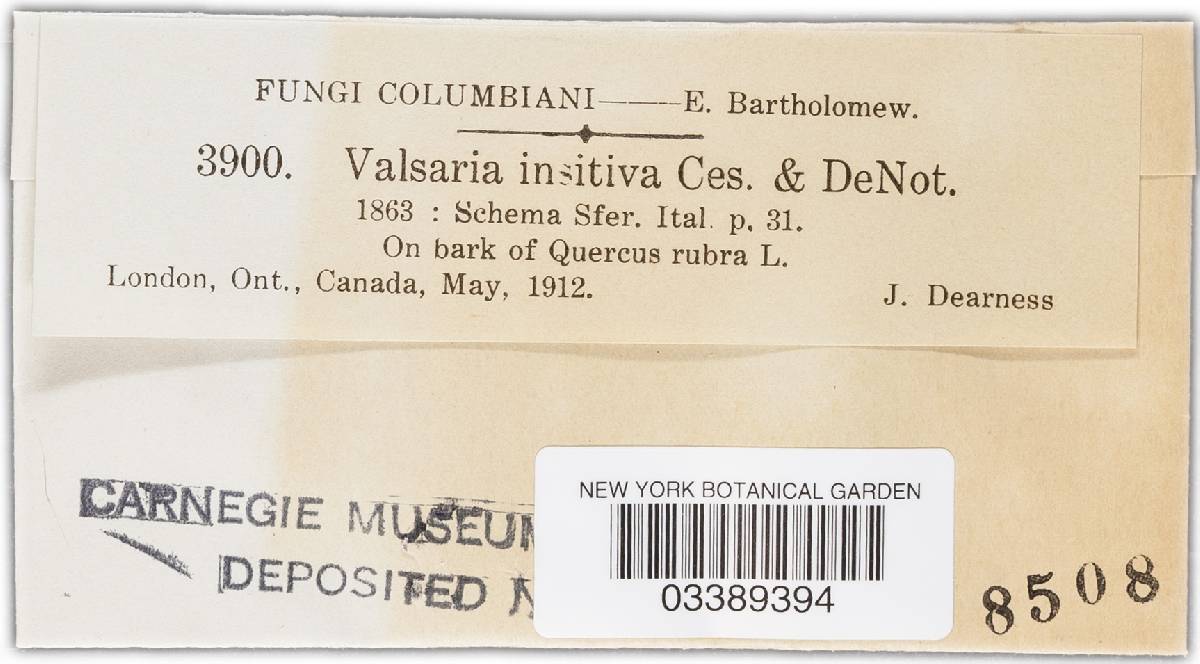 Valsaria insitiva image