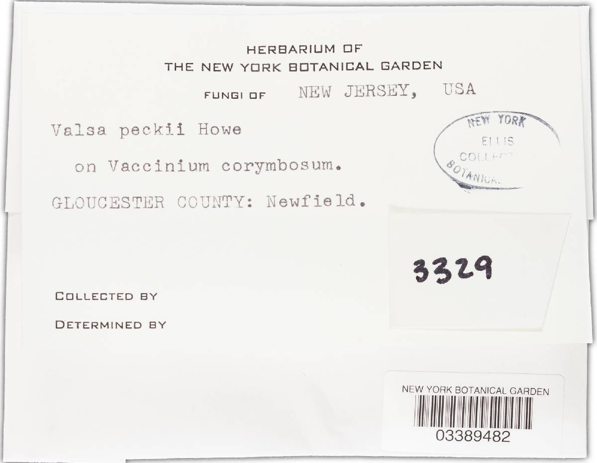 Valsaria peckii image