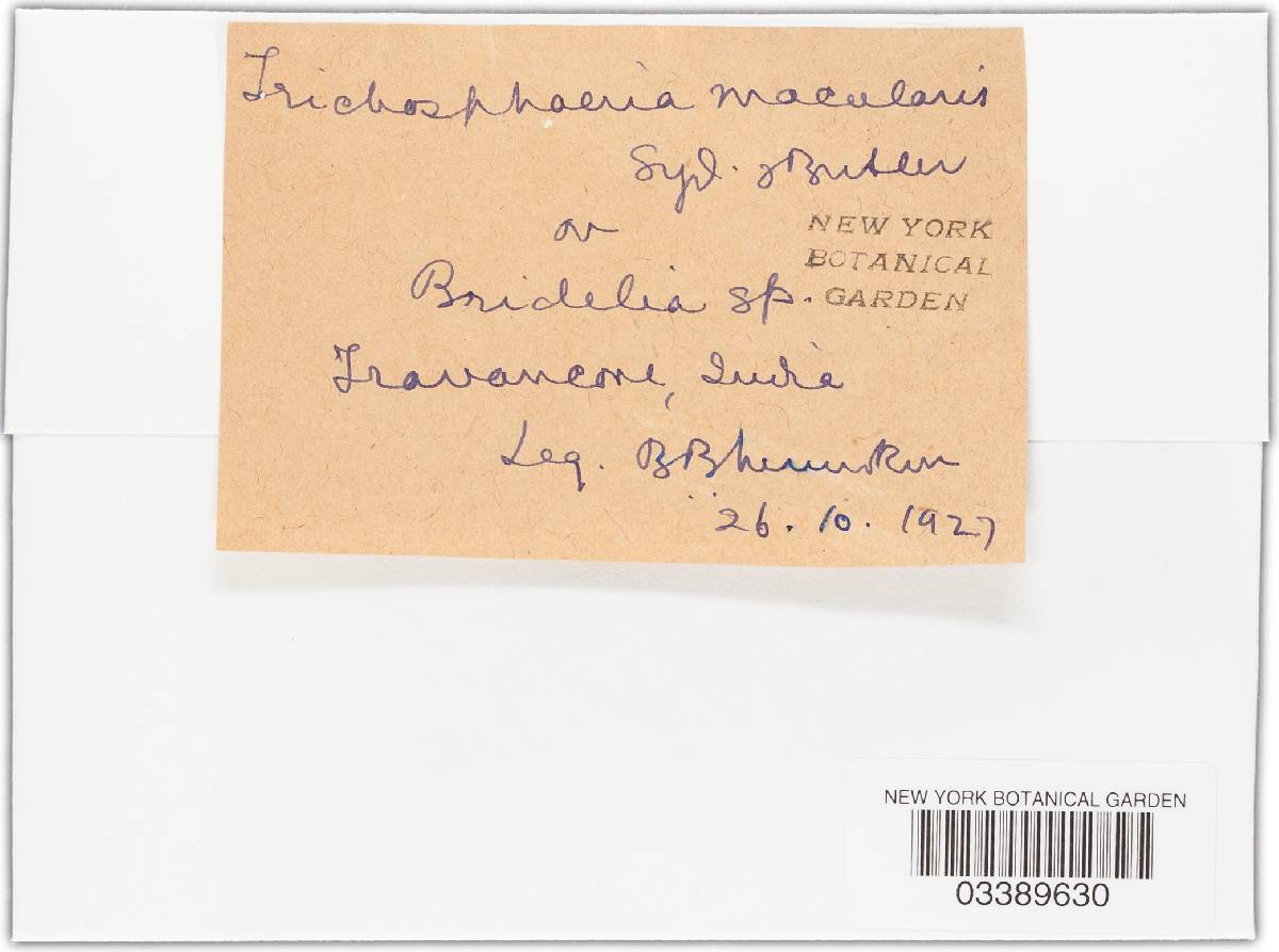 Trichosphaeria macularis image