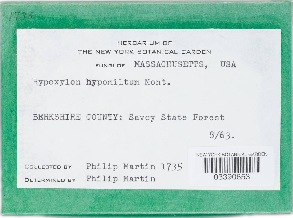 Hypoxylon hypomiltum image