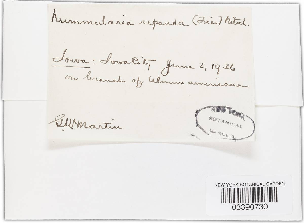 Biscogniauxia repanda image
