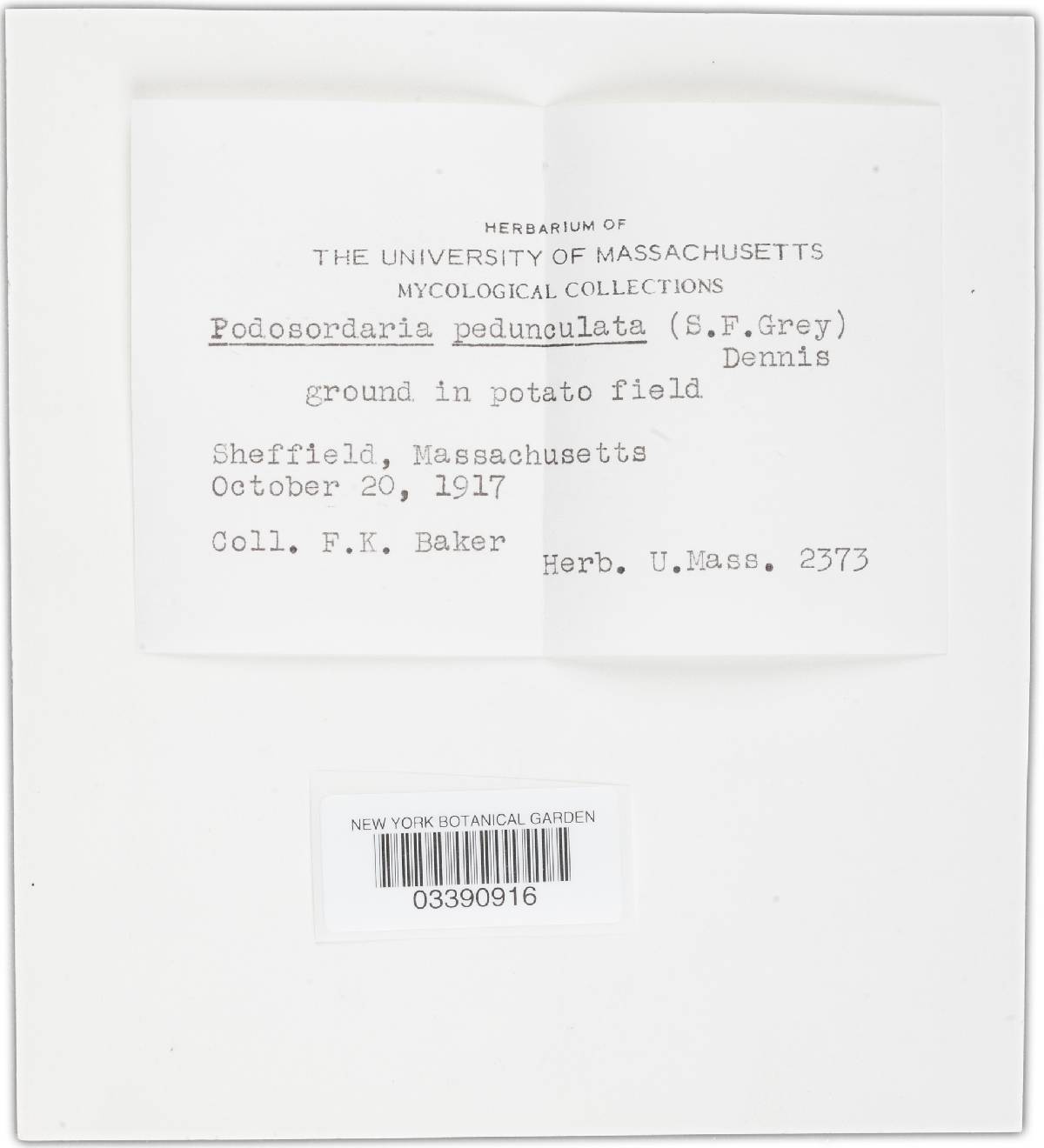 Podosordaria pedunculata image