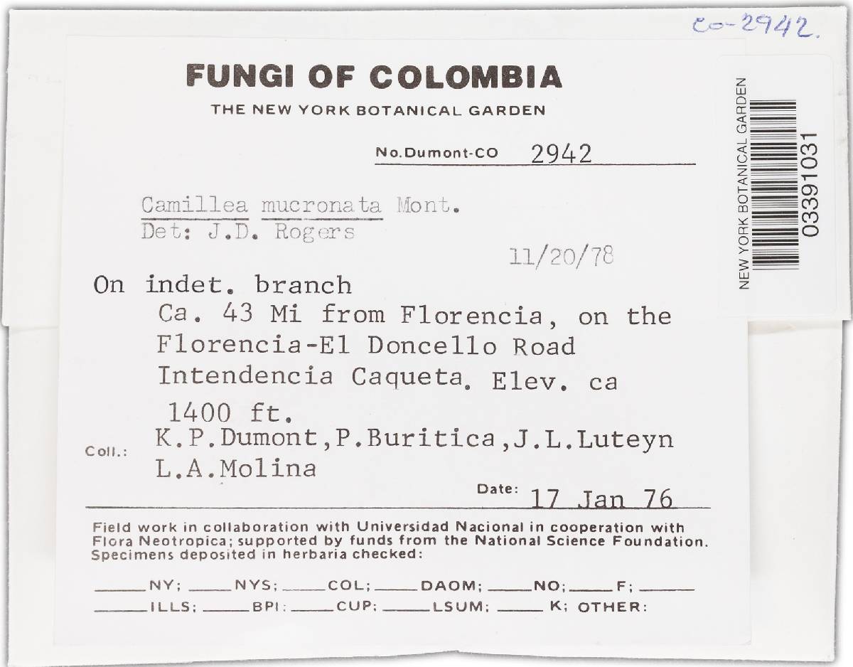 Camillea mucronata image