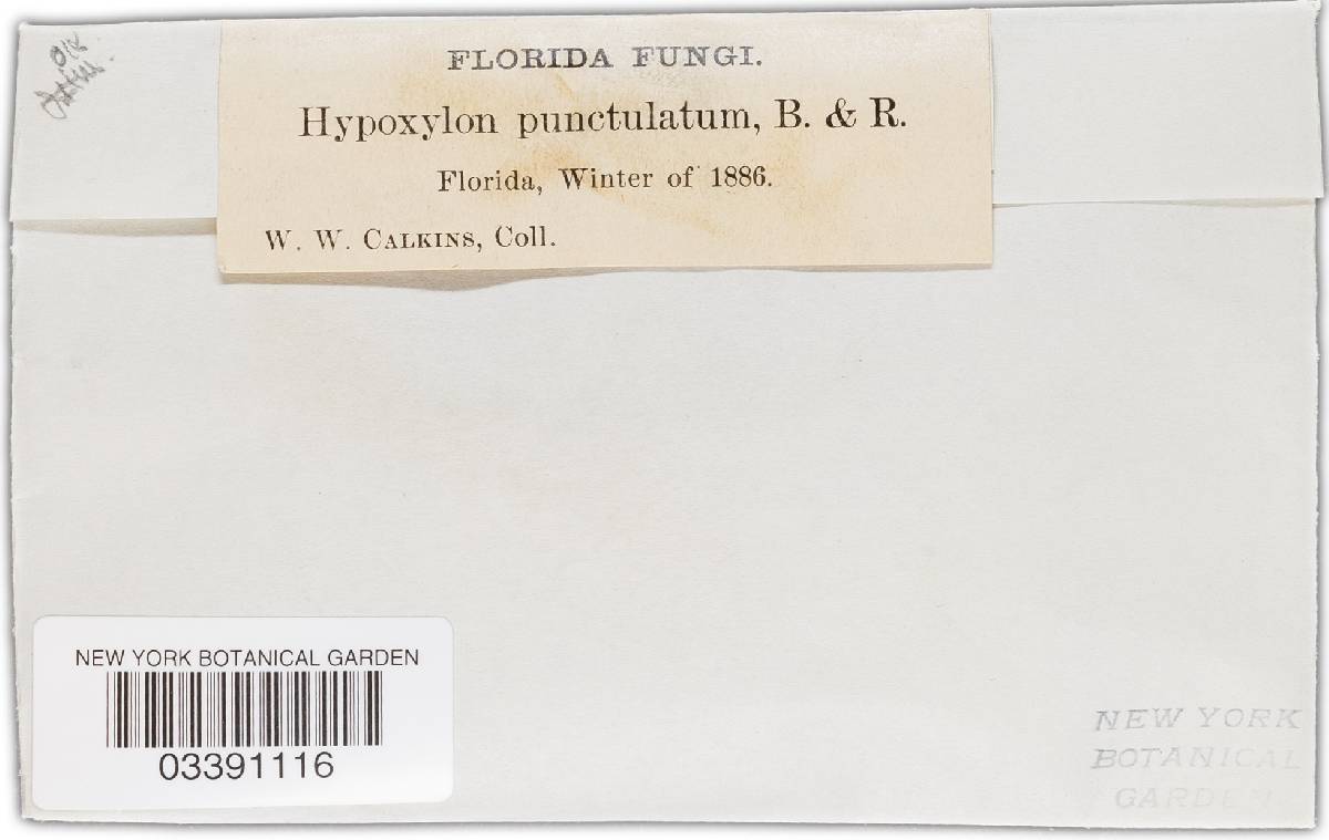 Camillea punctulata image