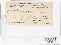 Daldinia fissa image