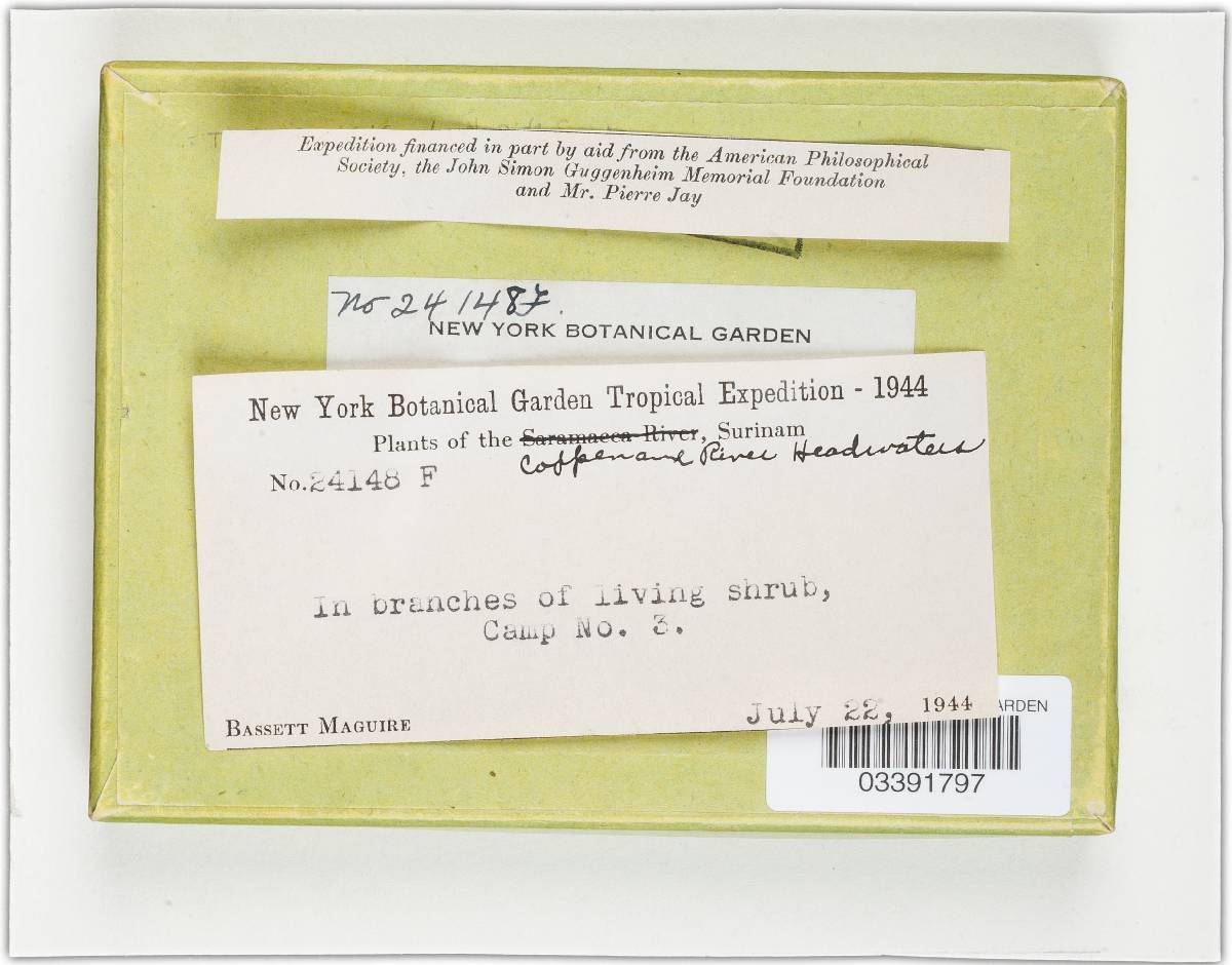 Thamnomyces dendroidea image
