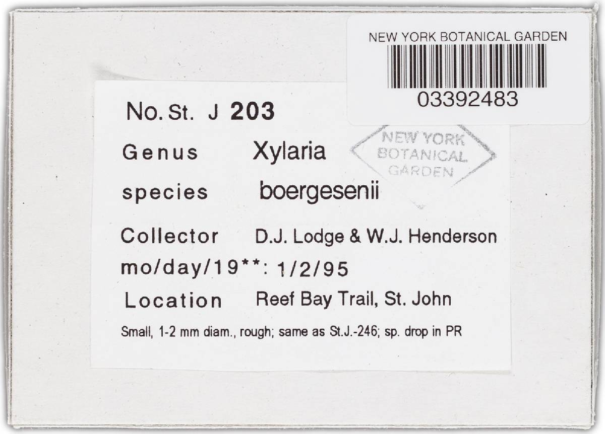 Xylaria boergesenii image