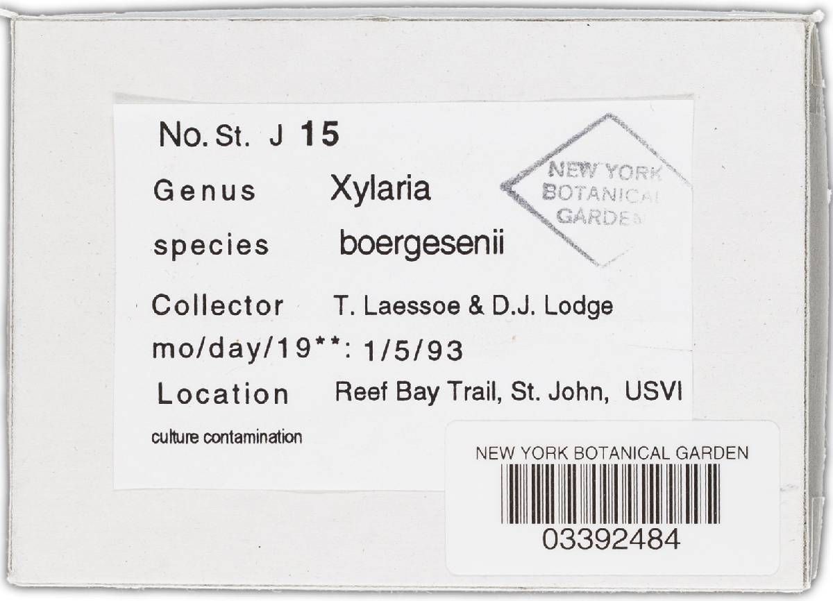 Xylaria boergesenii image