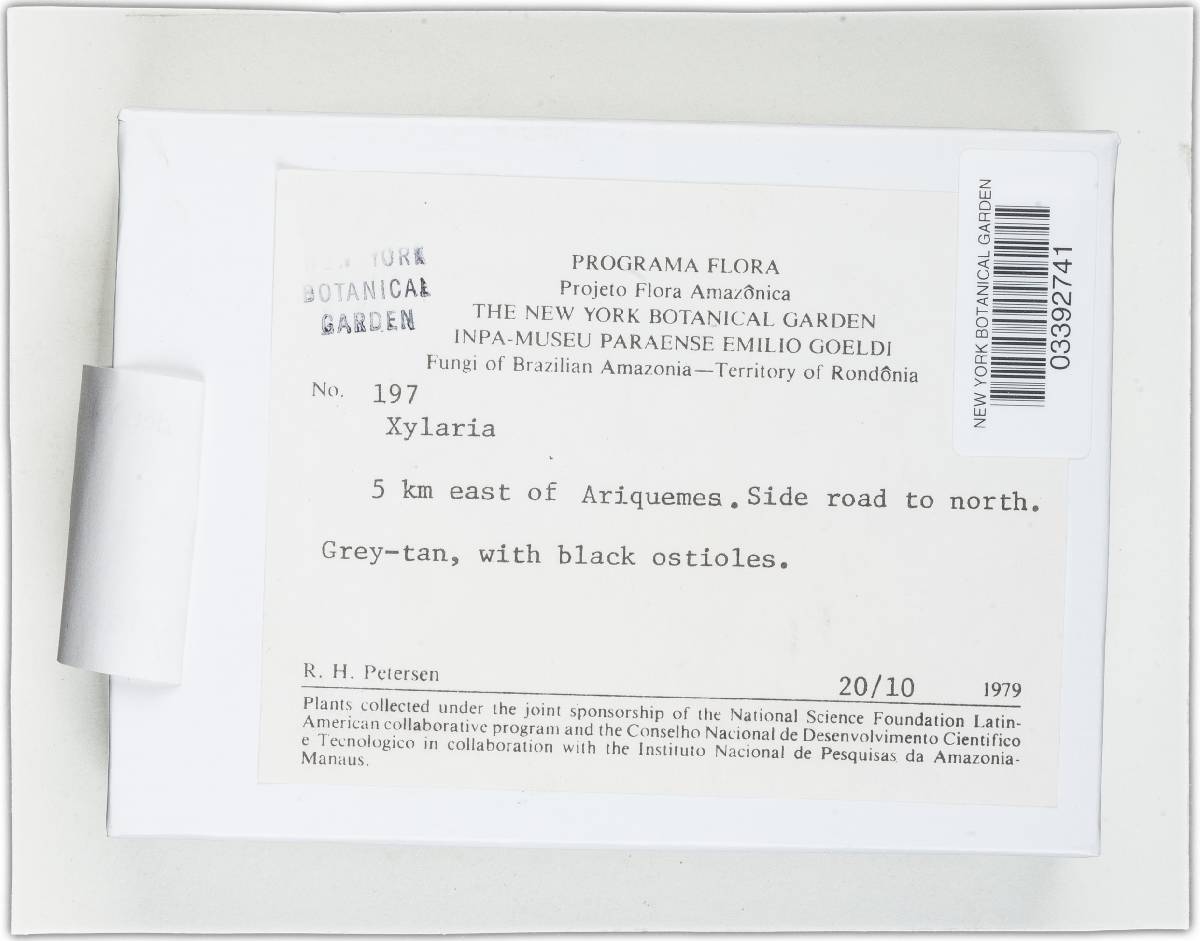 Xylaria telfairii image