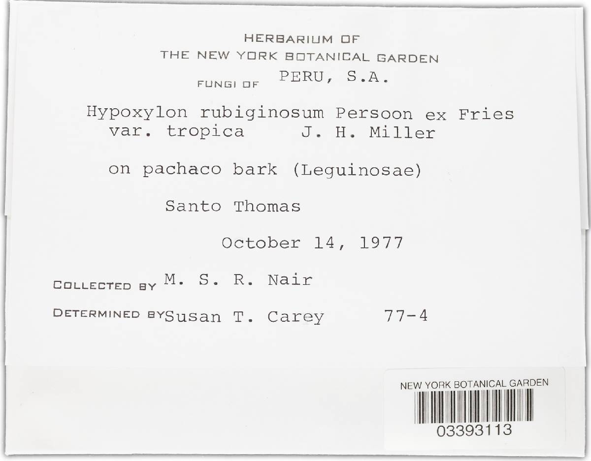Hypoxylon cinnabarinum image