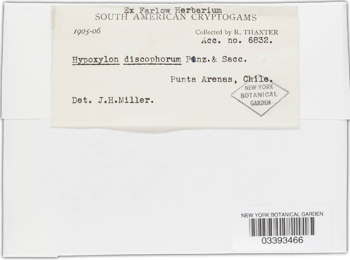 Annulohypoxylon discophorum image