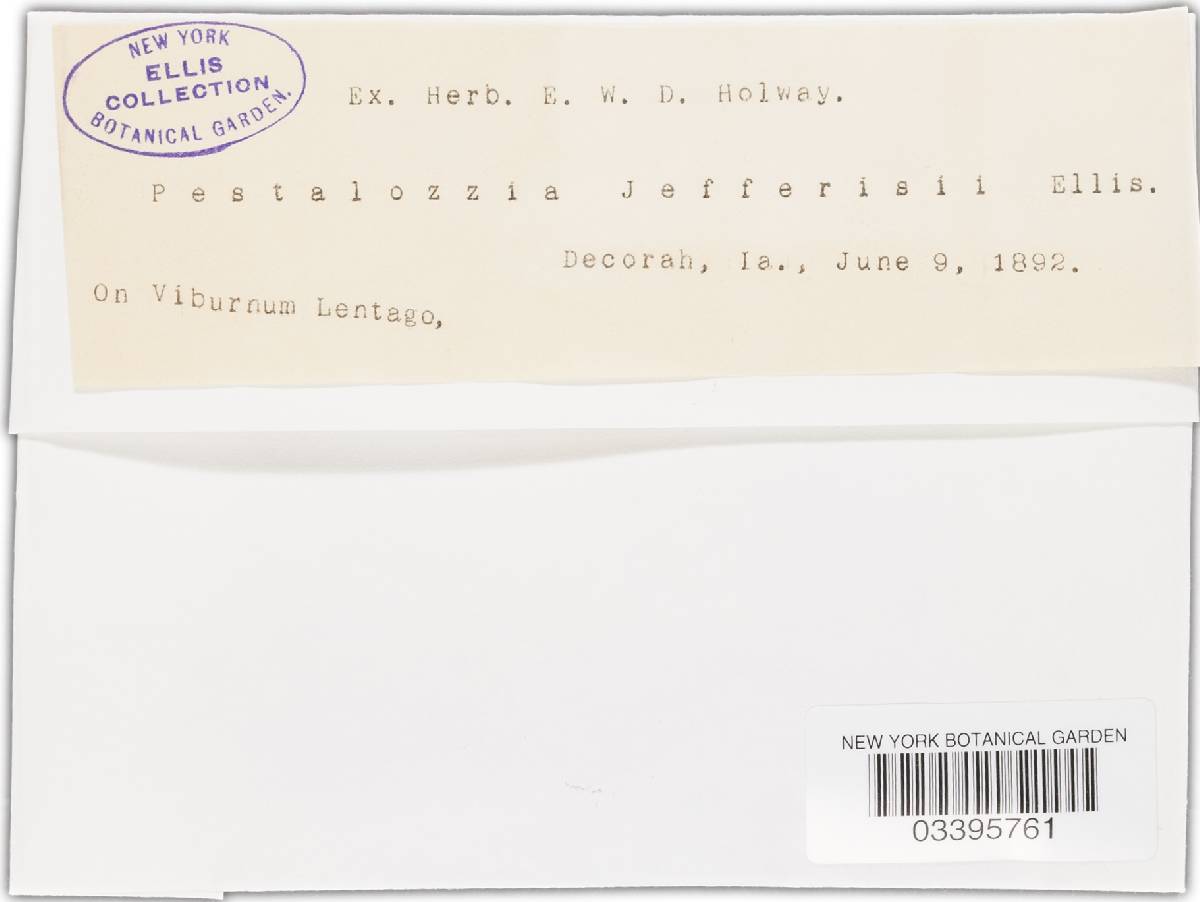 Pestalotia jefferisii image