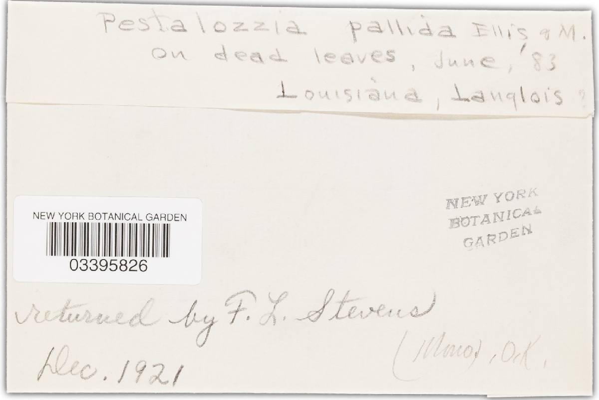 Pestalotia pallida image