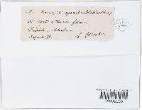 Uromyces appendiculatus image