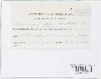 Uromyces appendiculatus image
