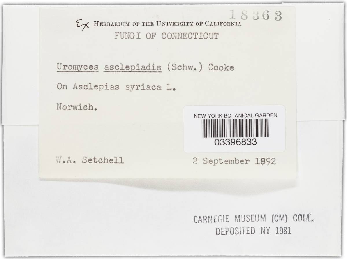 Uromyces asclepiadis image