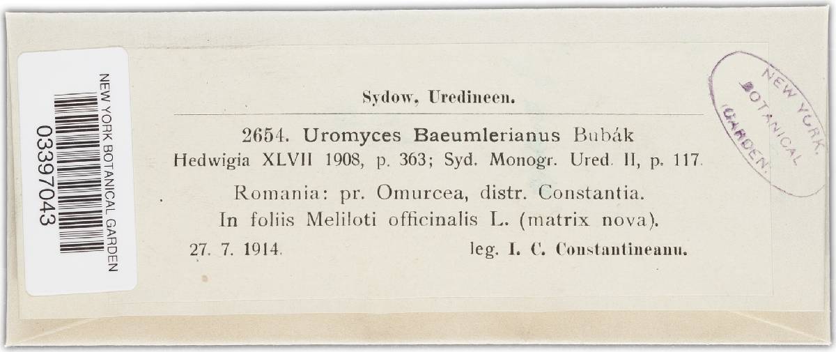 Uromyces baeumlerianus image
