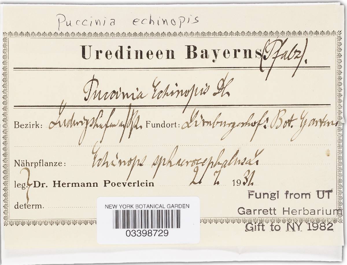 Puccinia echinopsis image