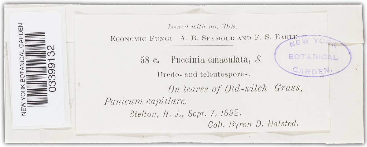 Puccinia emaculata image