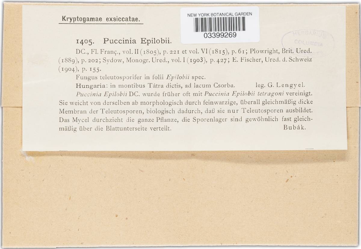 Puccinia epilobii image