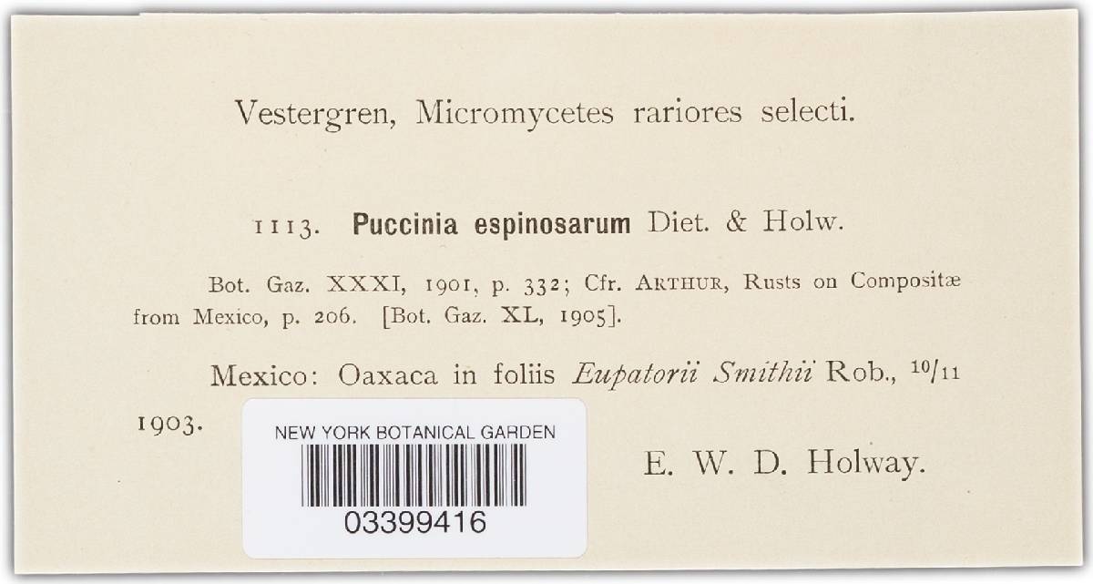 Puccinia espinosarum image