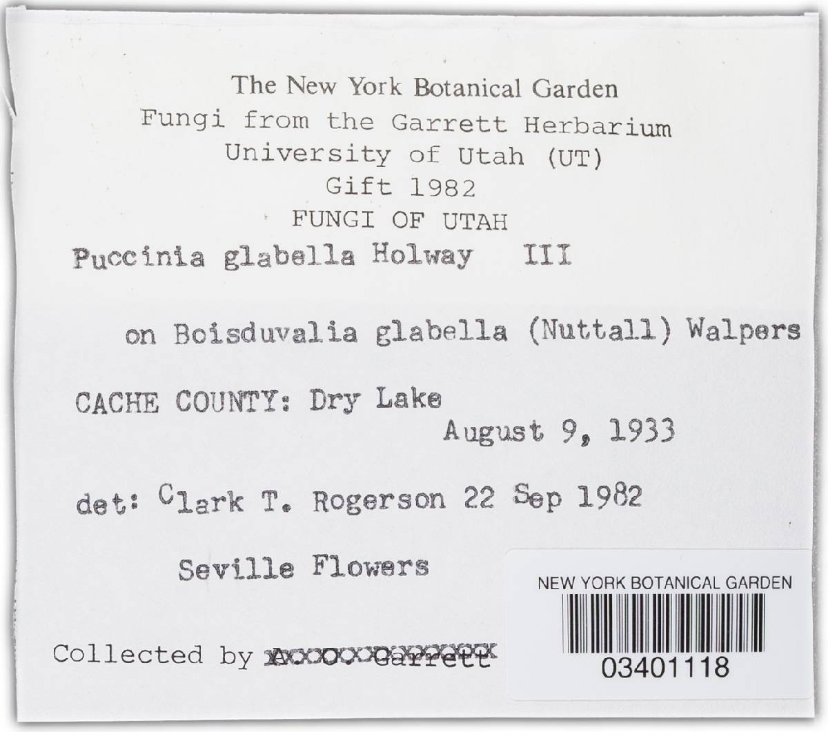 Puccinia glabella image