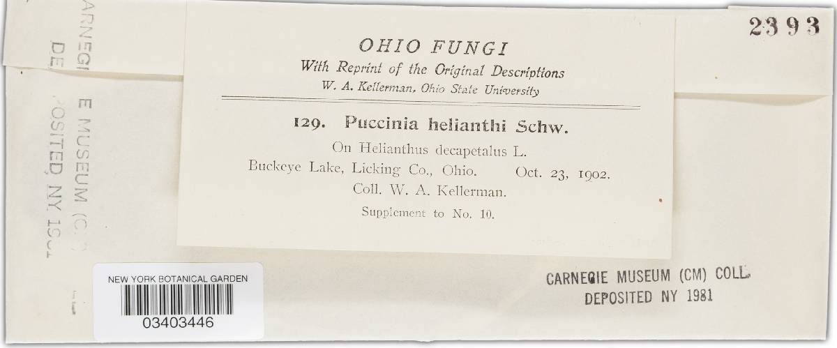 Puccinia helianthi image