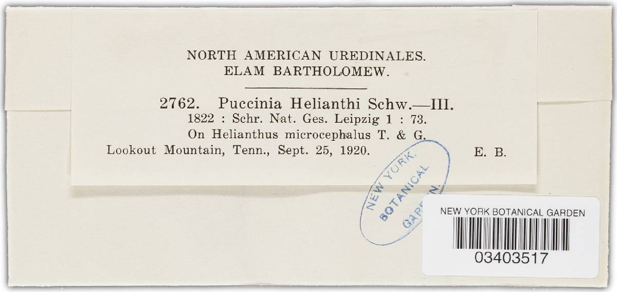 Puccinia helianthi image