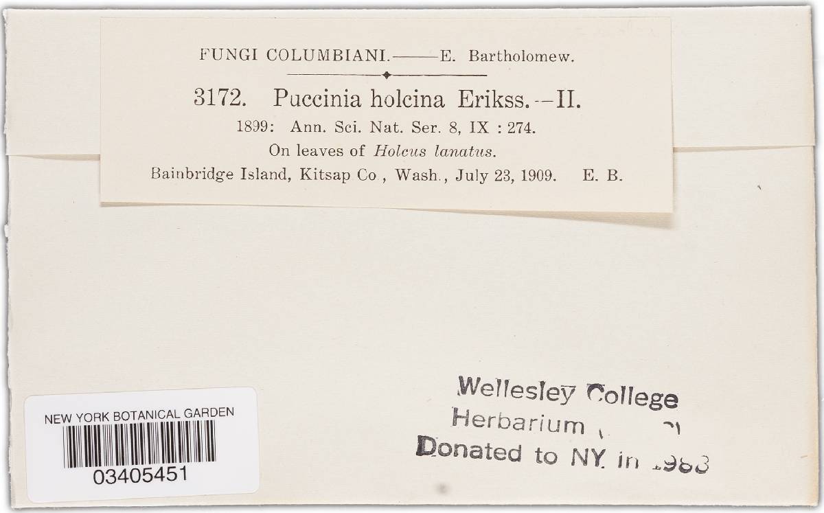 Puccinia hordei image
