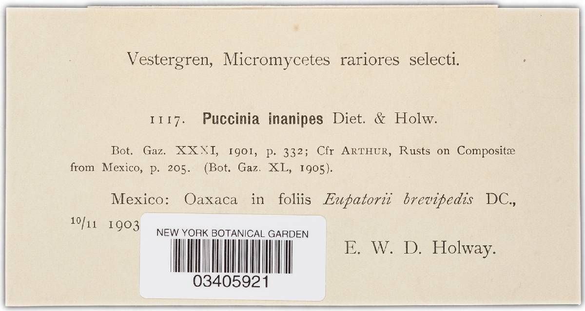 Puccinia inanipes image