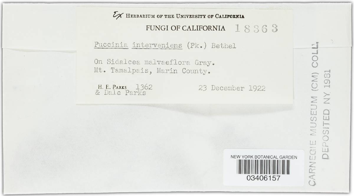 Puccinia interveniens image