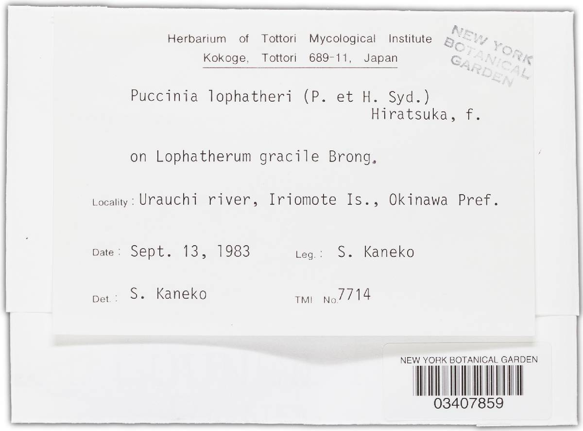 Diorchidium lophatheri image