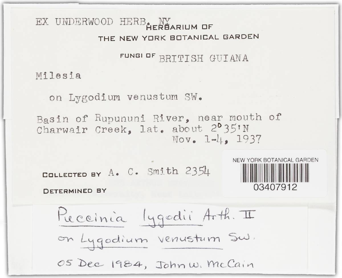 Milesia lygodii image