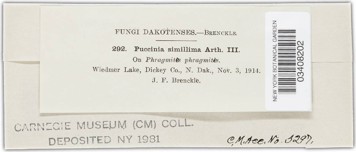 Puccinia magnusiana image