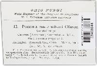 Puccinia mariae-wilsoniae image