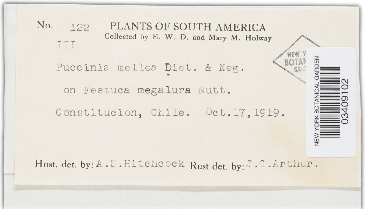 Puccinia mellea image