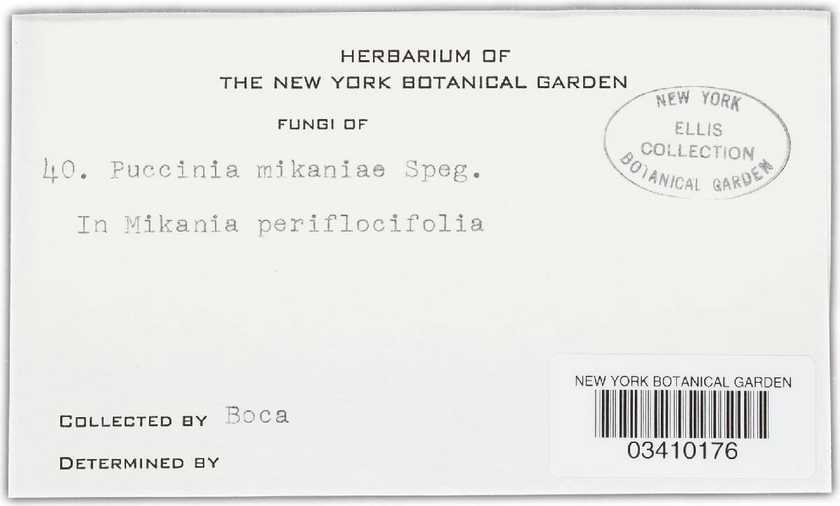 Puccinia mikaniae image