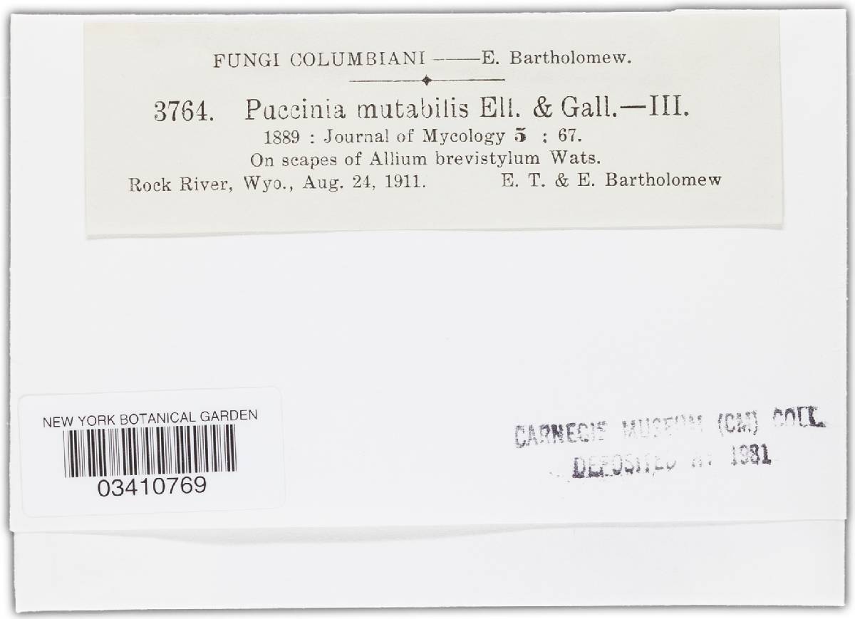 Puccinia mutabilis image