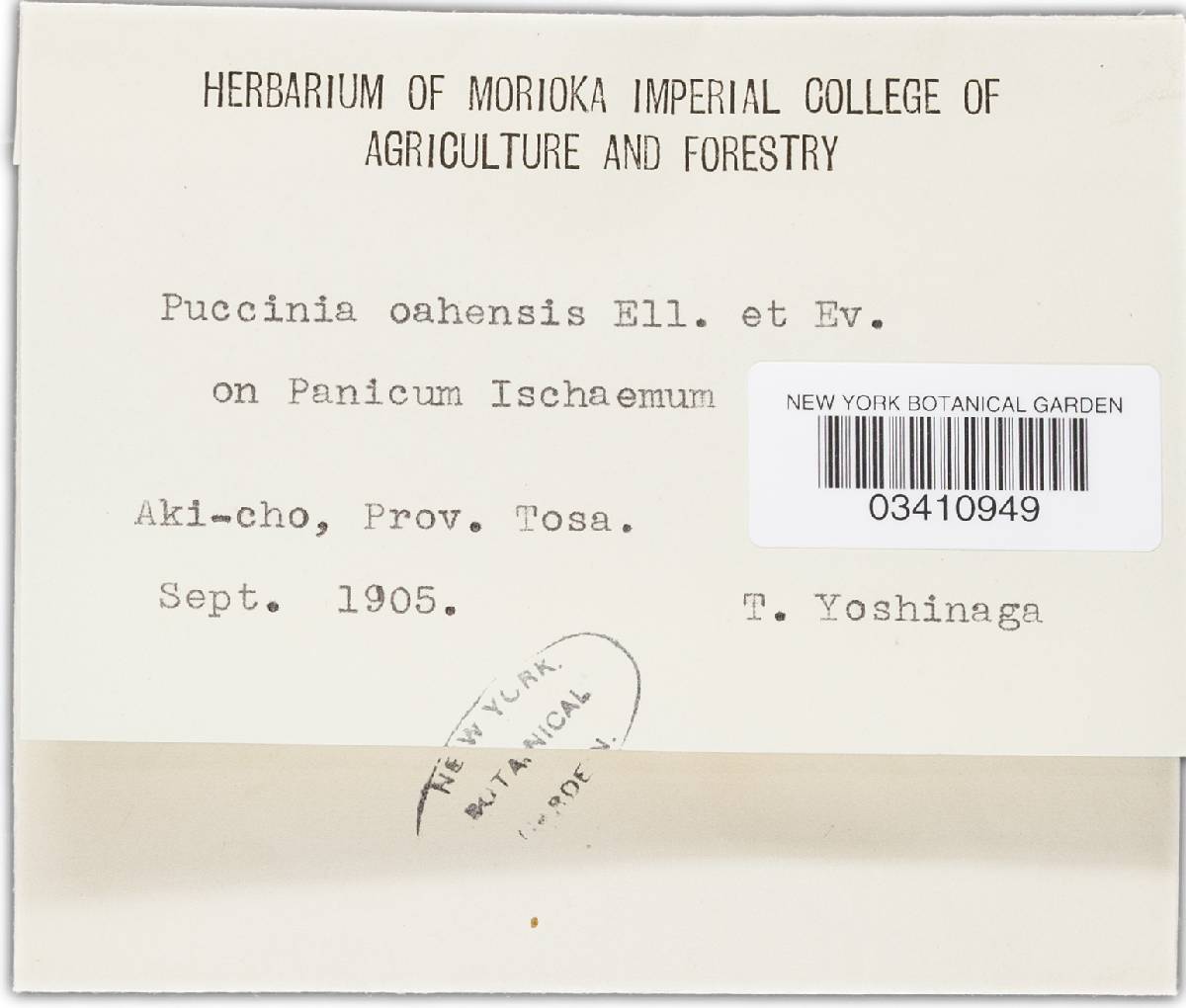 Puccinia oahuensis image