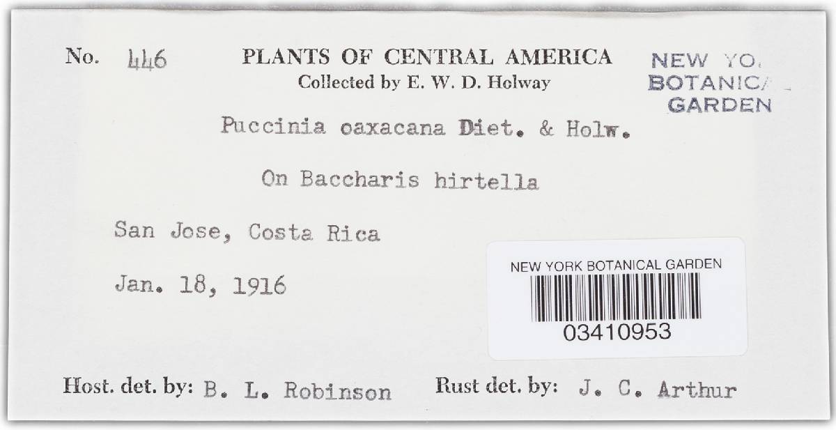 Puccinia oaxacana image