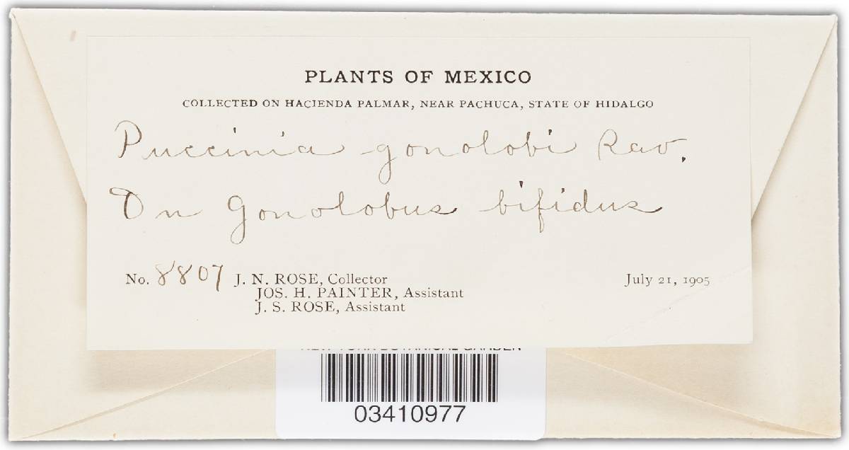 Puccinia obliqua image