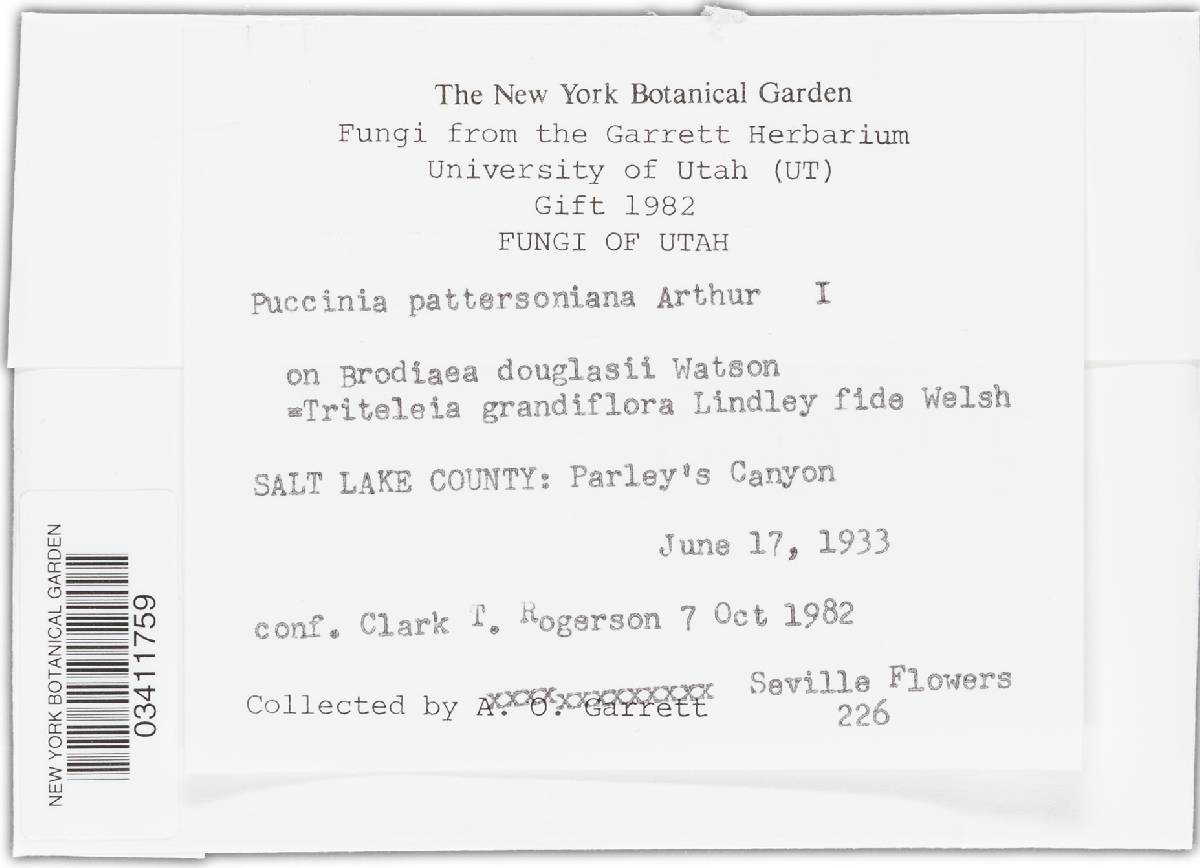 Puccinia pattersoniana image